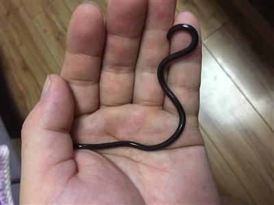 德阳现世界最小的蛇? 这真的不是蚯蚓