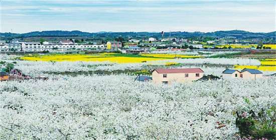 罗江梨花节地址图片