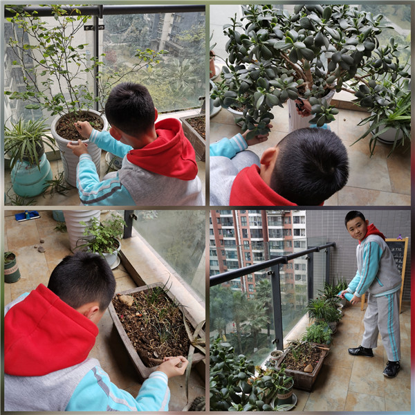 成华教科院附小开展植树节线上活动 号召学生做护绿小使者