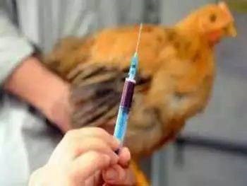 Զһ˱ȷȾH5N6 ػݽͣ