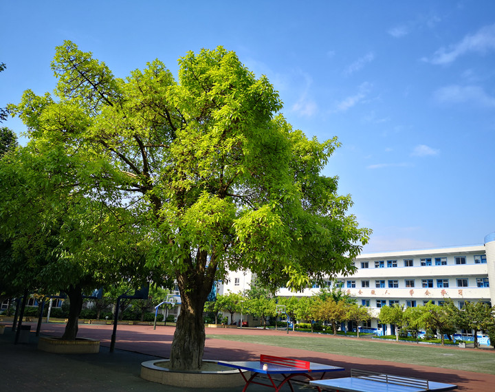 成都市成飞小学始建于1959年，坐落于成飞航空高科技社区内，占地23.4亩。学校原名国营峨嵋机械厂子弟小学，后随成飞公司名称变化，校名几经更改。2006年2月，学校移交成都市青羊区政府，以“成飞小学”为校名，这既保留了成飞子弟校历史的印记，也蕴含了“科技创新，追求卓越”的航空精神和文化底蕴，更赋予了学校对师生“成就·飞翔”的殷殷期待。