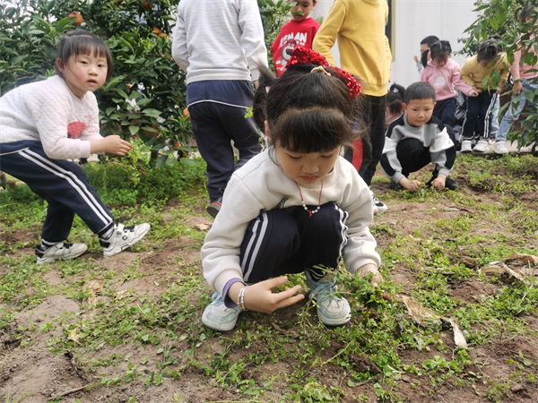 橙乡幼儿园开展生态课程之“好吃的酸酸草”活动