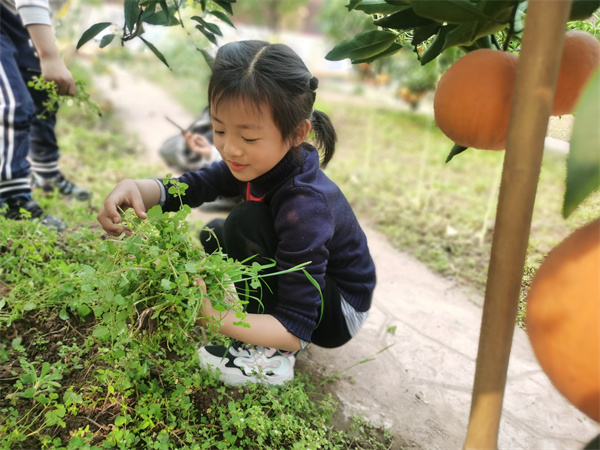  一起来除草吧！橙乡幼儿园开展春耕准备活动