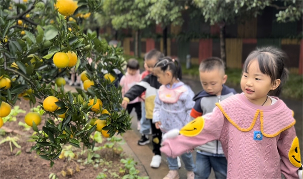 橙乡幼儿园开展探秘橙子主题活动