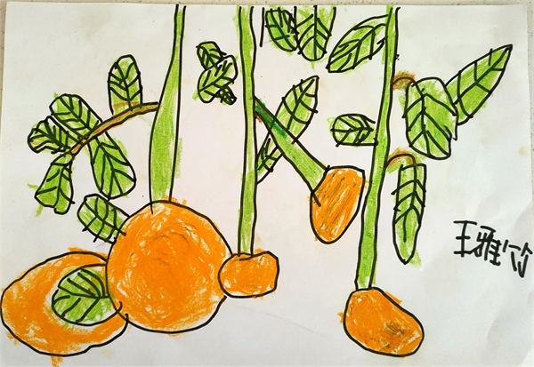 橙乡幼儿园开展橙子写生活动