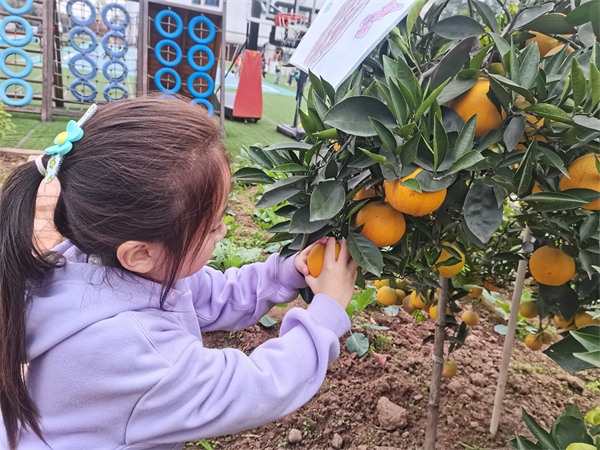 橙乡幼儿园开展“橙子节”筹备活动