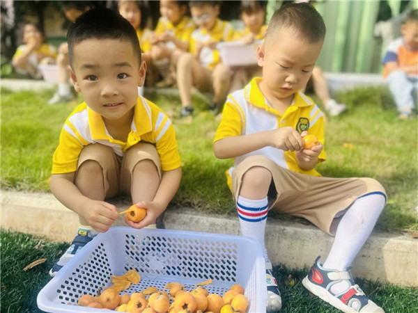 “杷”揽甜蜜，安岳五幼萌娃“摘尽枇杷一树金”