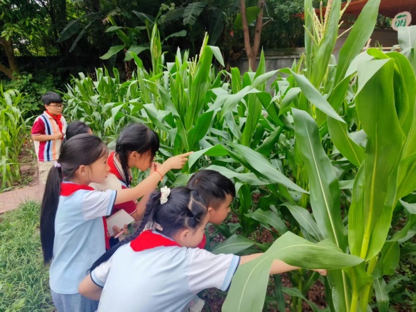 种子如何变成盘中餐，马边彝族自治县民建小学开展五月劳动实践活动