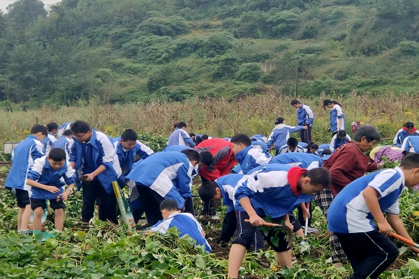沙湾绥山初级中学把劳动课搬到了田间地里