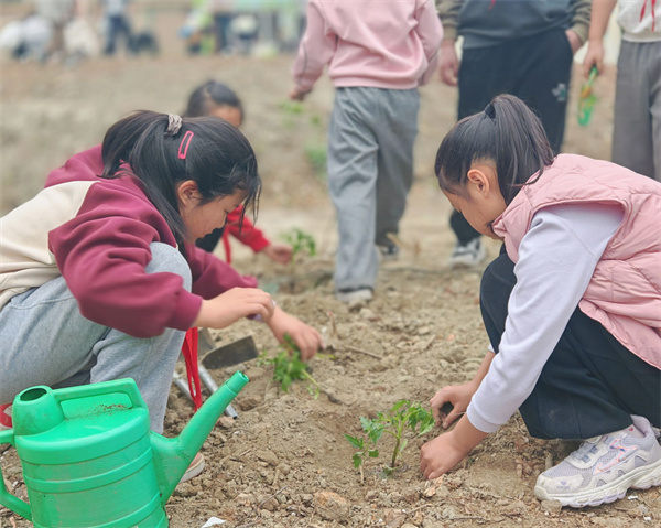 ��Ҳ�Ǵ��죡��̫ƽСѧ��СС԰��������ֲ������