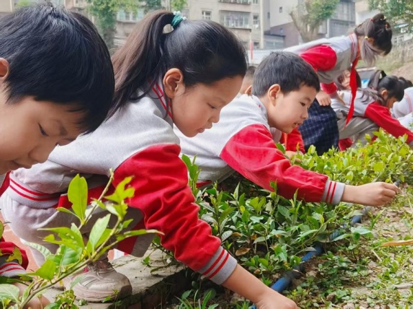 �Ͷ�����ѿ�����̰�ɳ� ��������԰Сѧֲ���ڻ��ʵ